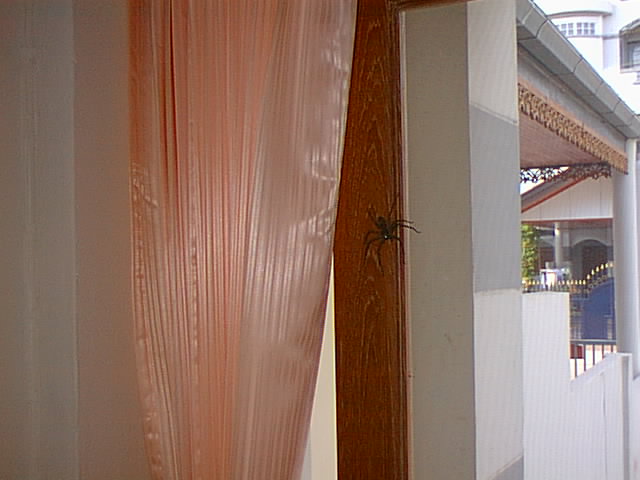 spider.jpg (49719 bytes)