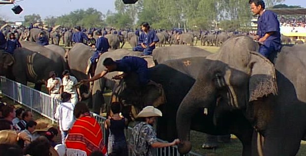 Elephant round up